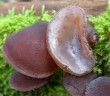 Auricilaria antioxidanty v čerstvé a sterilované houbě