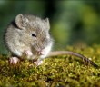 Cordyceps snižuje cukr a psychickou nepohodu u diabetických myší