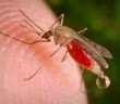 Výtažek z Reishi v boji proti malárii